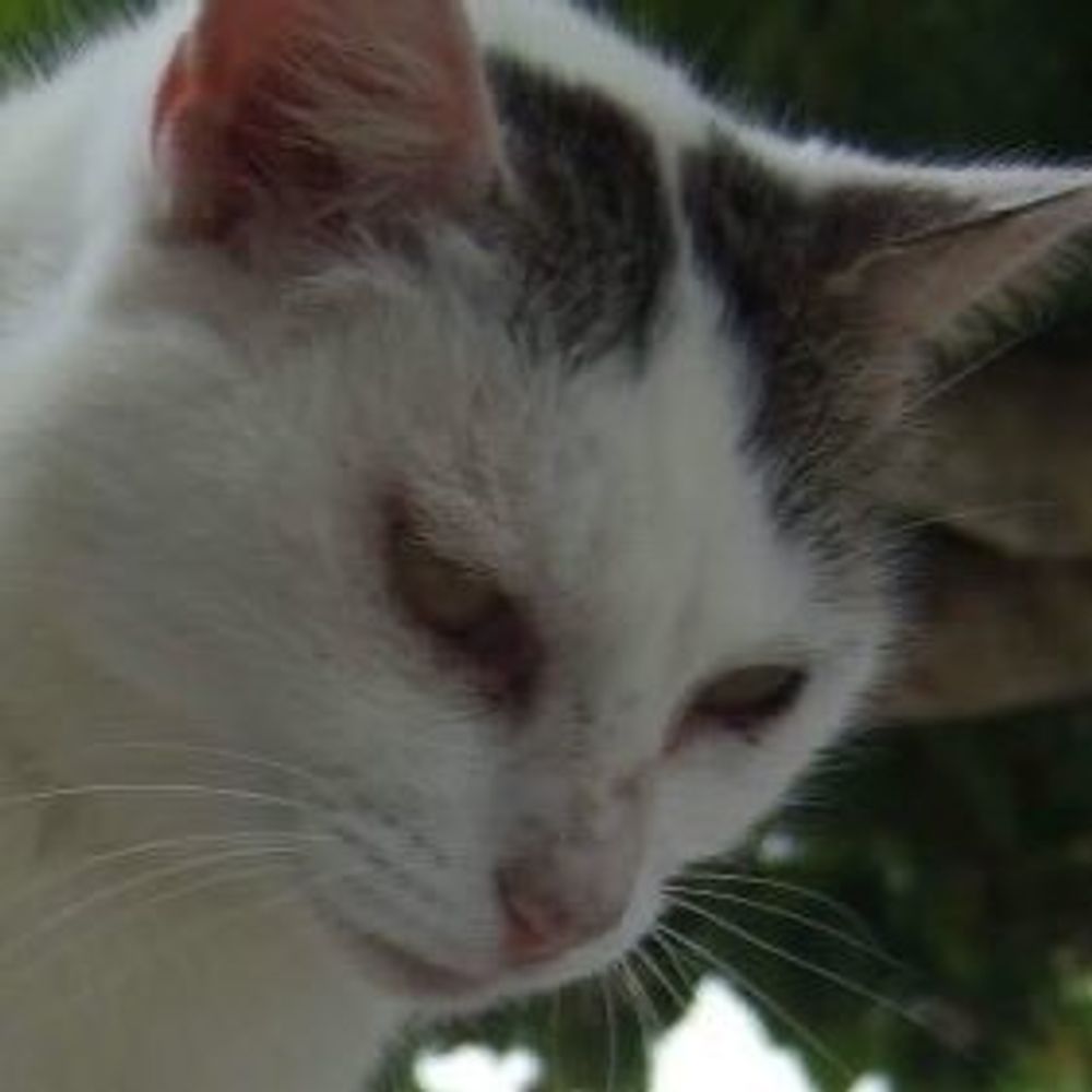 斑猫賢二(HAN-NEKO, Kenji)