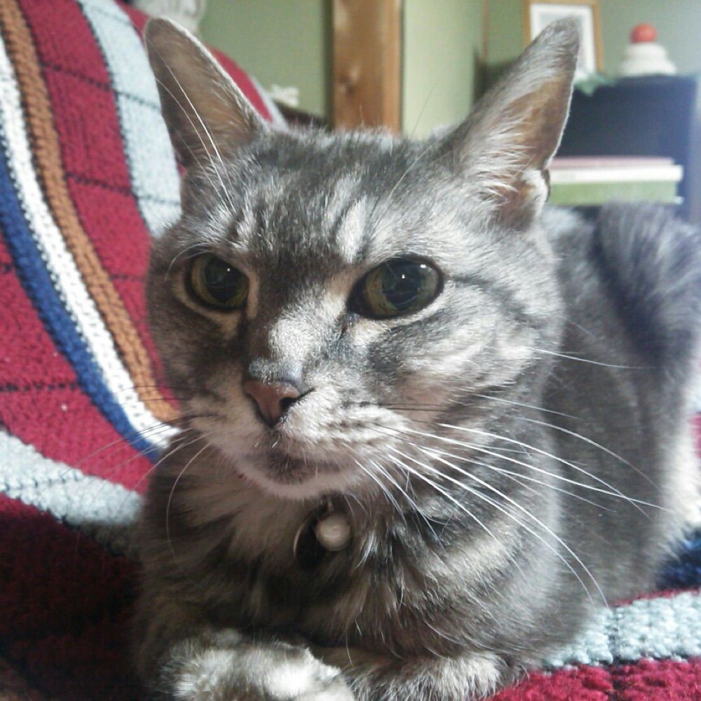 BB