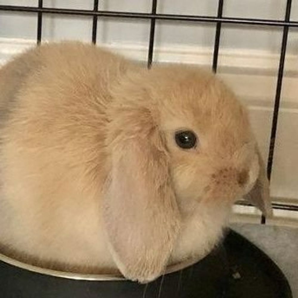 김폴레