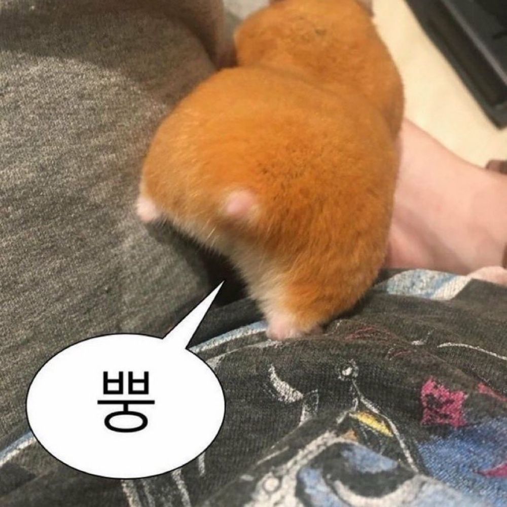 앙코!