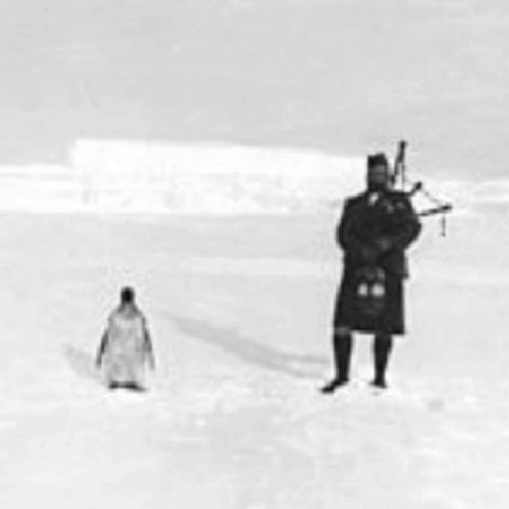 An Indifferent Penguin 