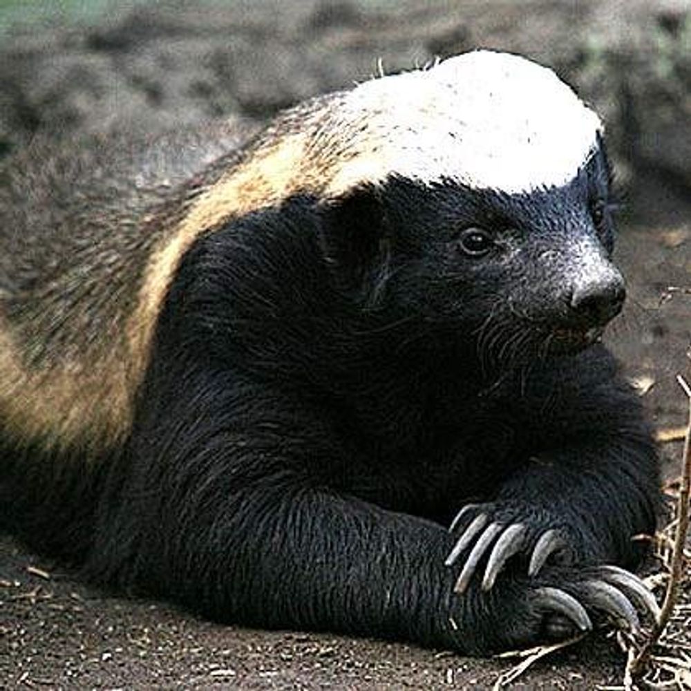 LaFemmeGordita