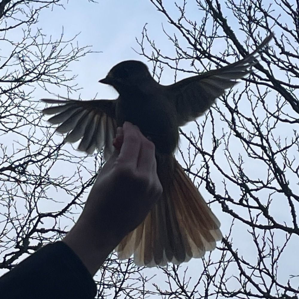 鳥抹茶