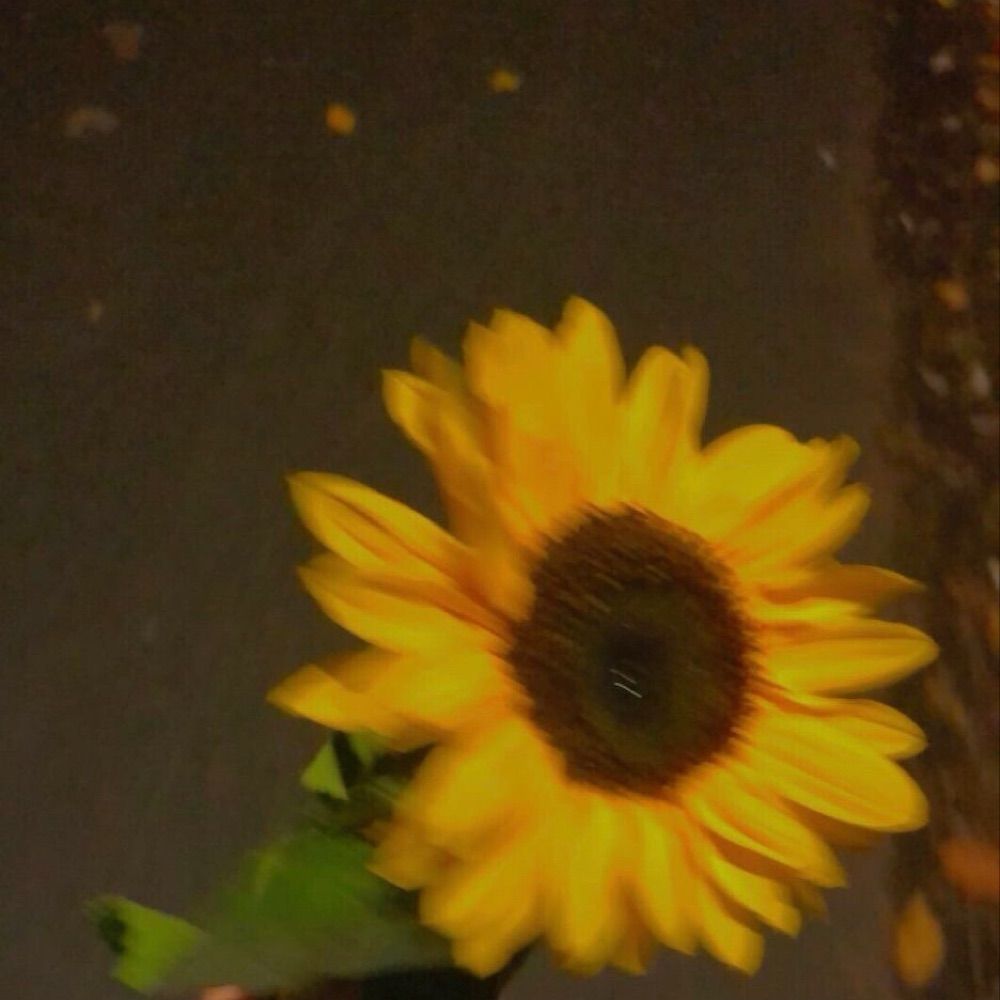 𝐒𝐨𝐥𝐫𝐨𝐬.✿⟡
