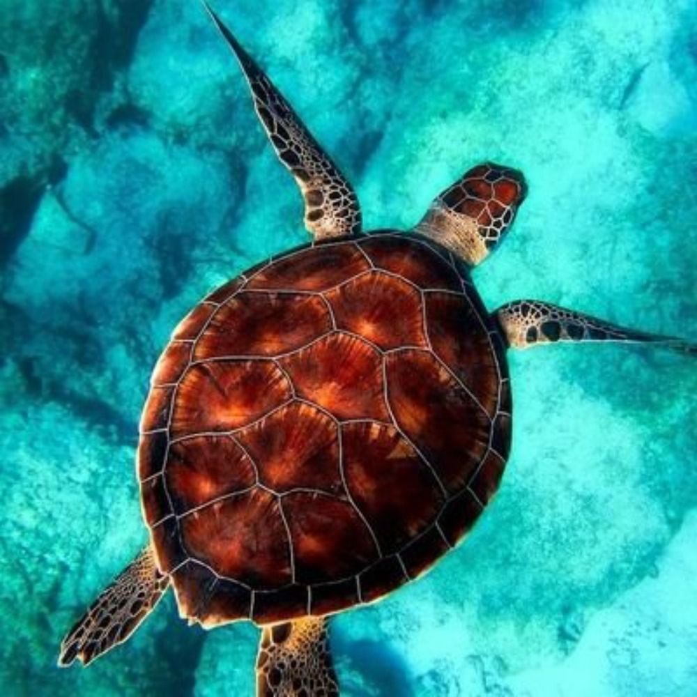 Turtle
