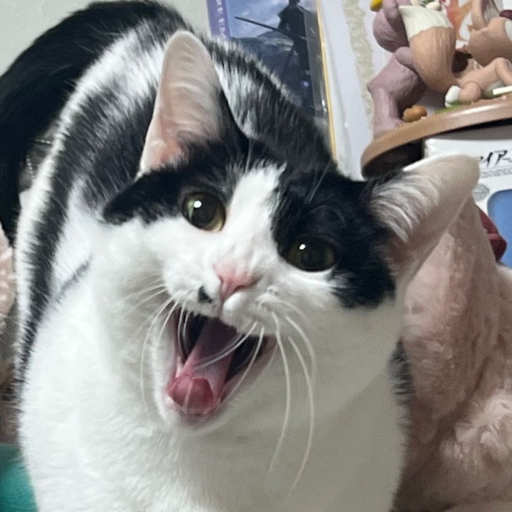 あかねこ@のんたんとあんころ