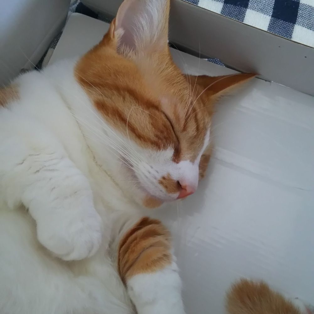 にゃんこ