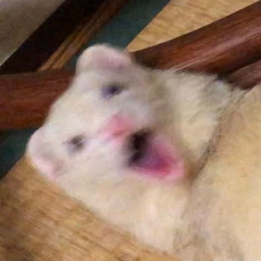 TotesStoats