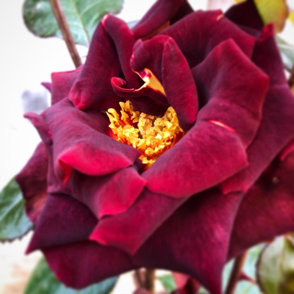 RoseAndShine
