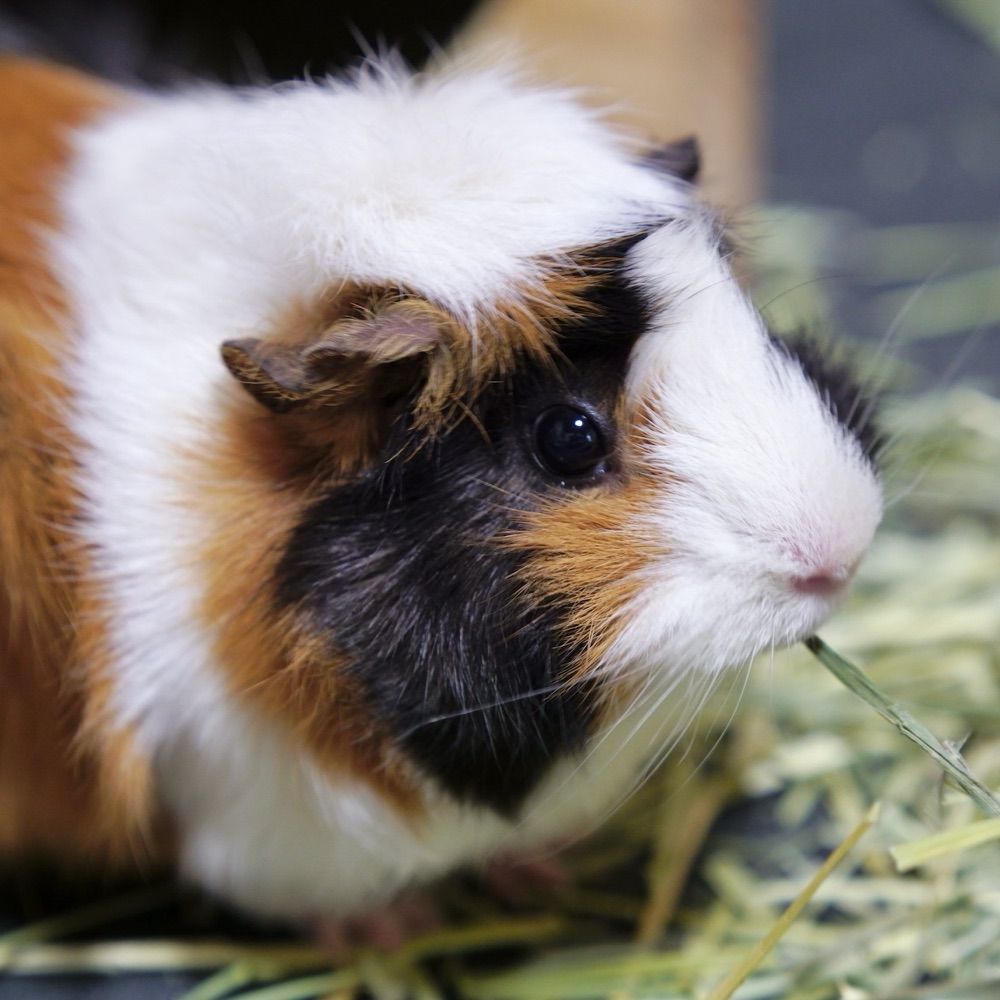 ジョジョ🐹
