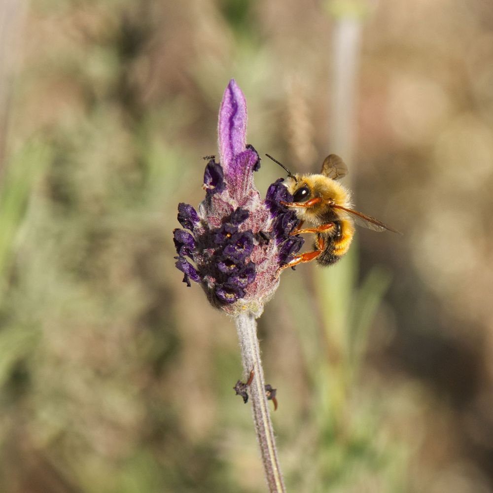 Abejas Silvestres