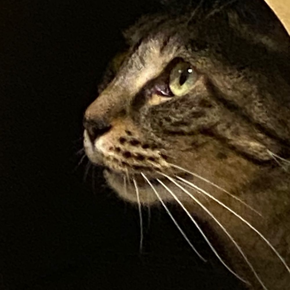 sasa