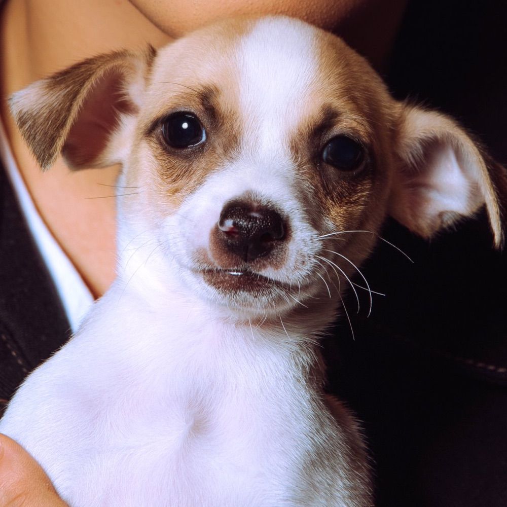 mrs fisho (doggie edition)