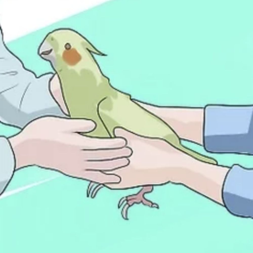 birdliker supreme