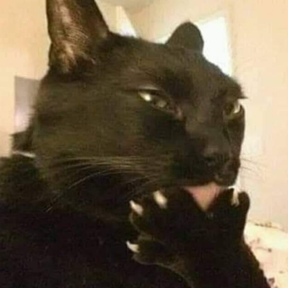 MrQcatslave
