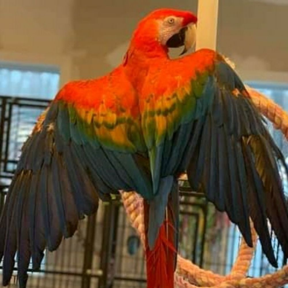 Ruebird