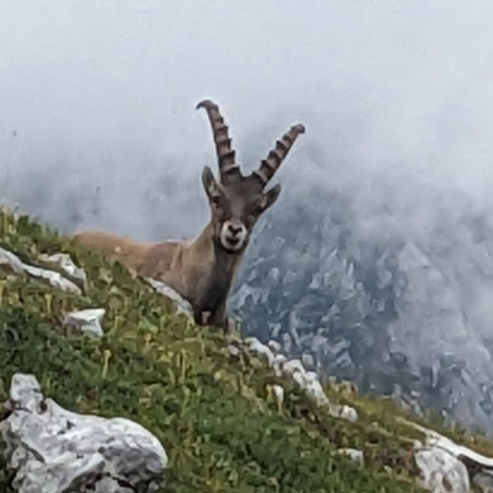 Alpine Ibex 🇪🇺 🇦🇹 🇺🇦
