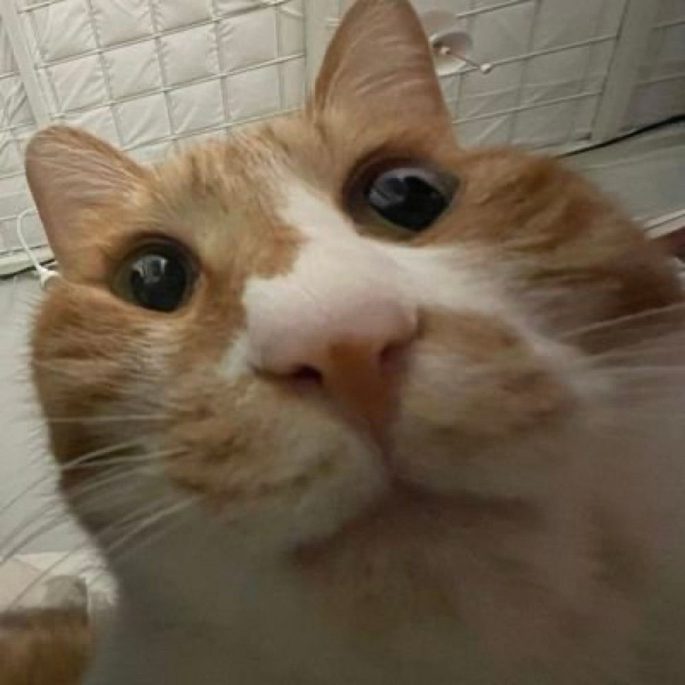 까나무