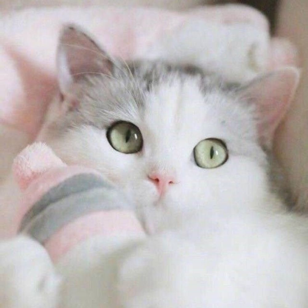 고먐이
