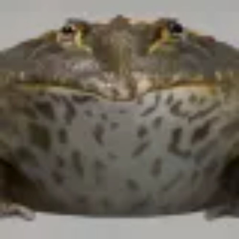 JustRick