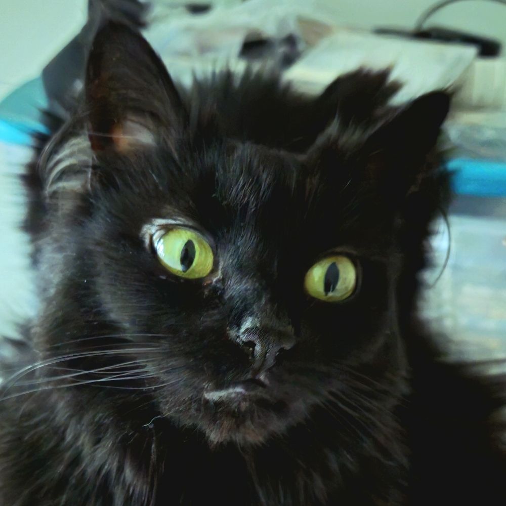 Cats And Moons