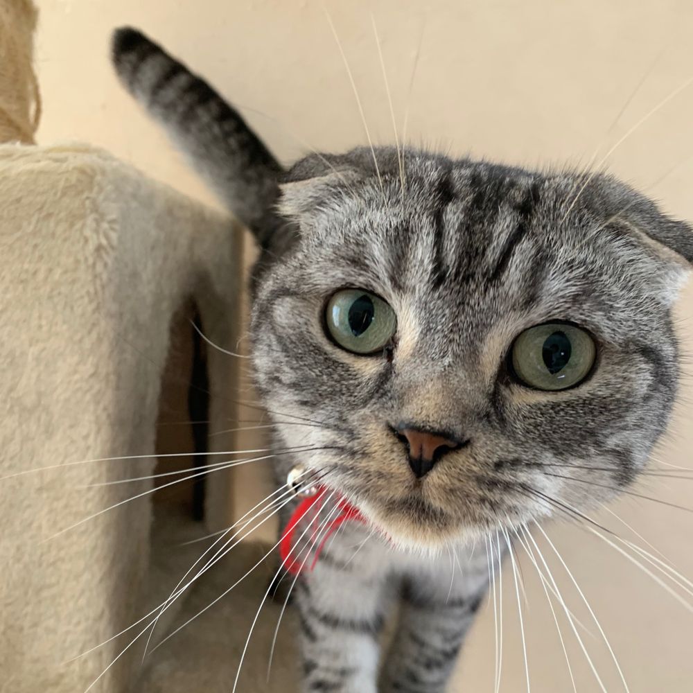 ねこエッグ