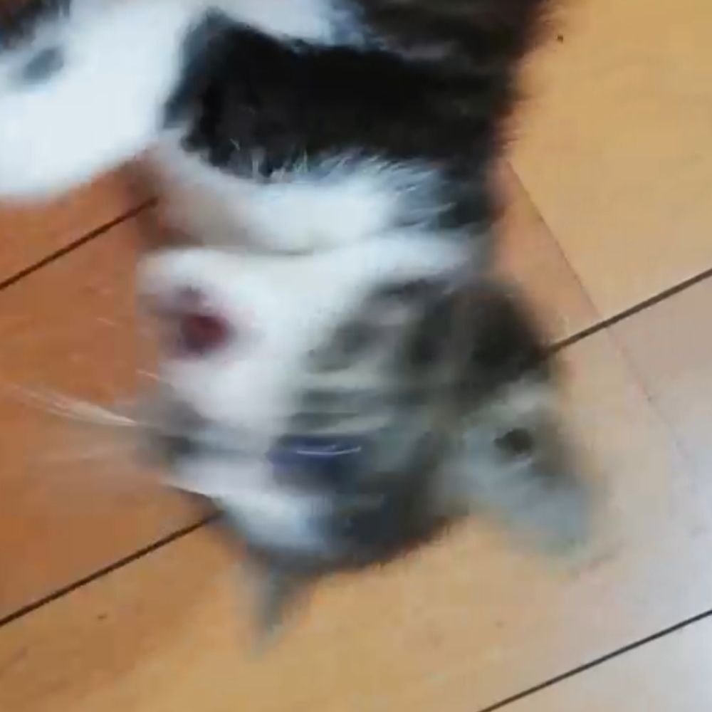 首上オープン