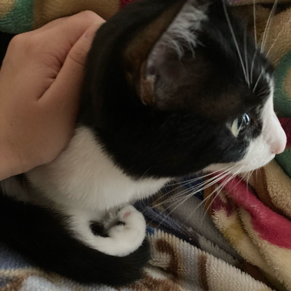 なな
