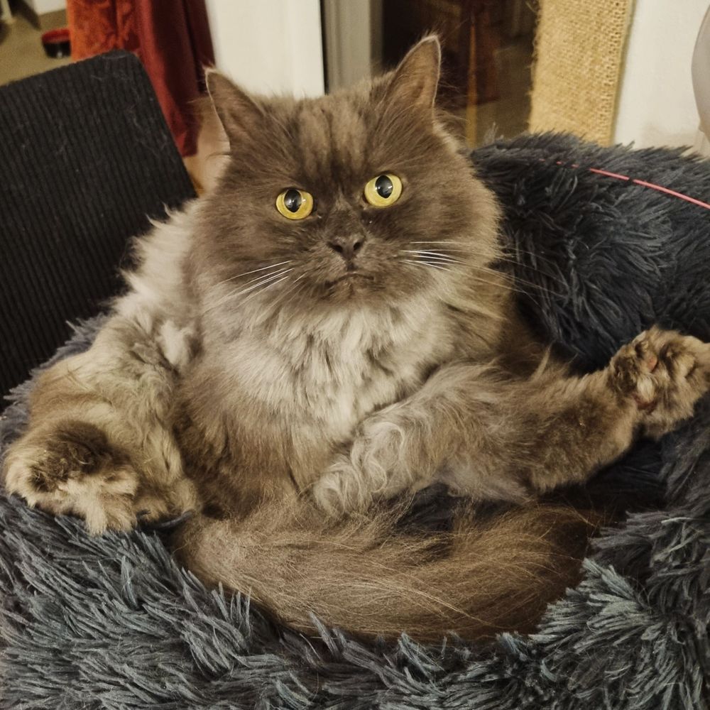 Tani