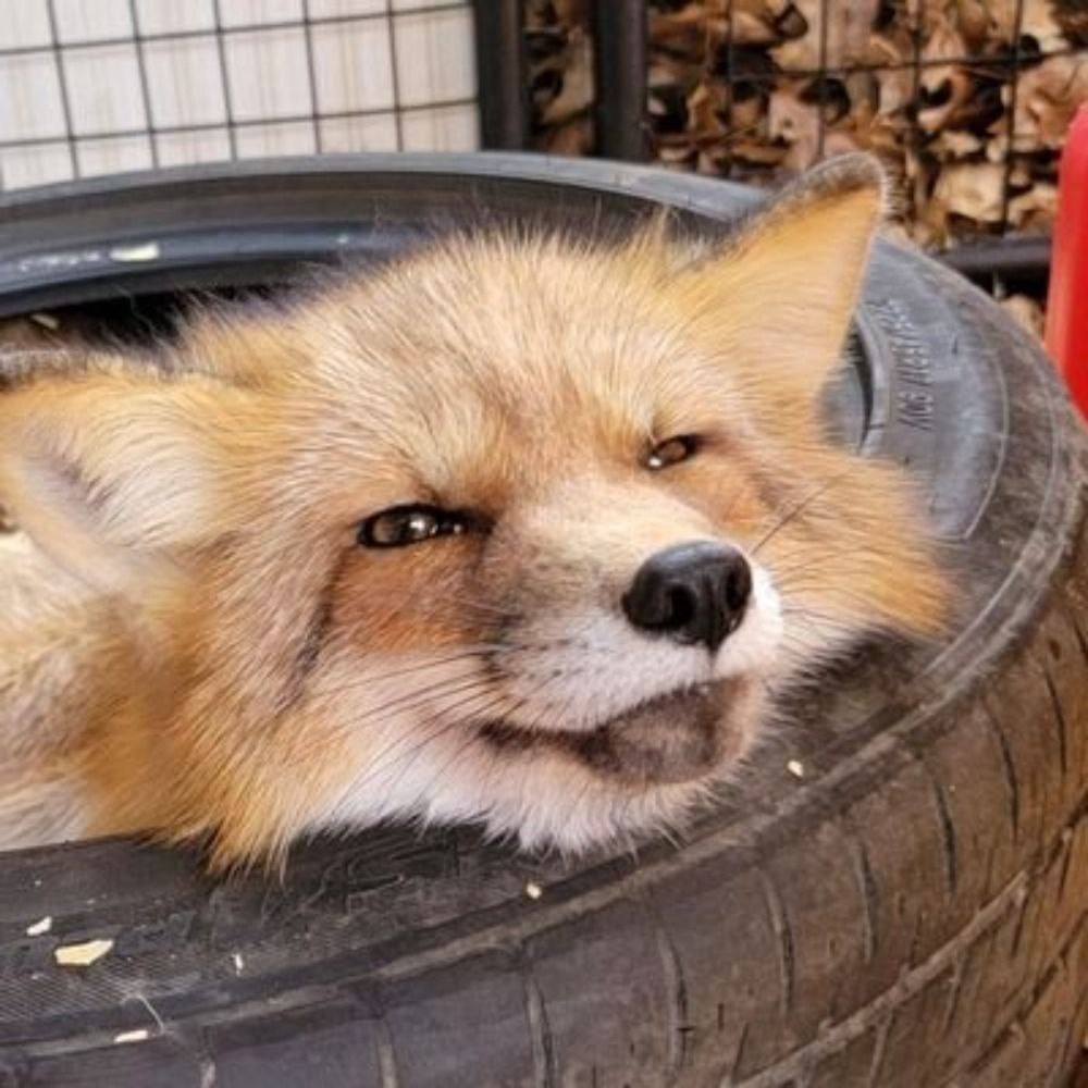 liten räv🦊