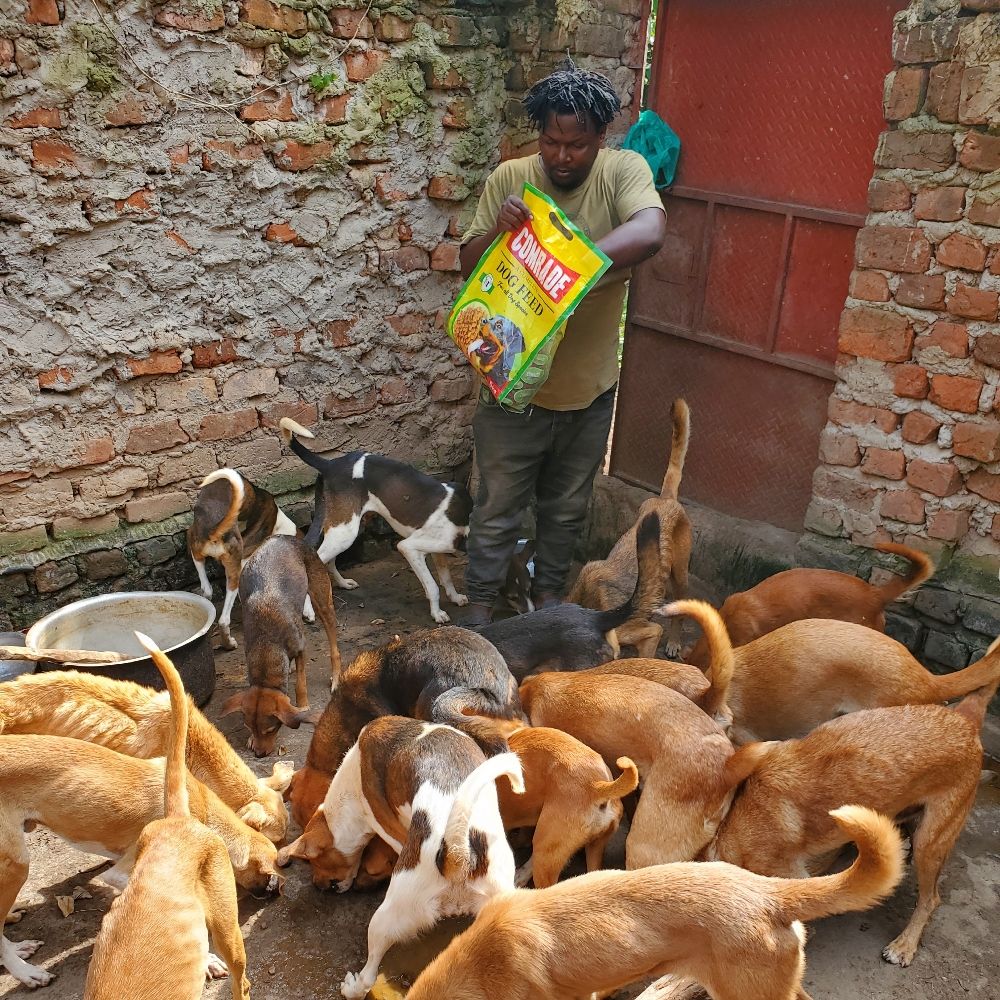 Animal Rescue King