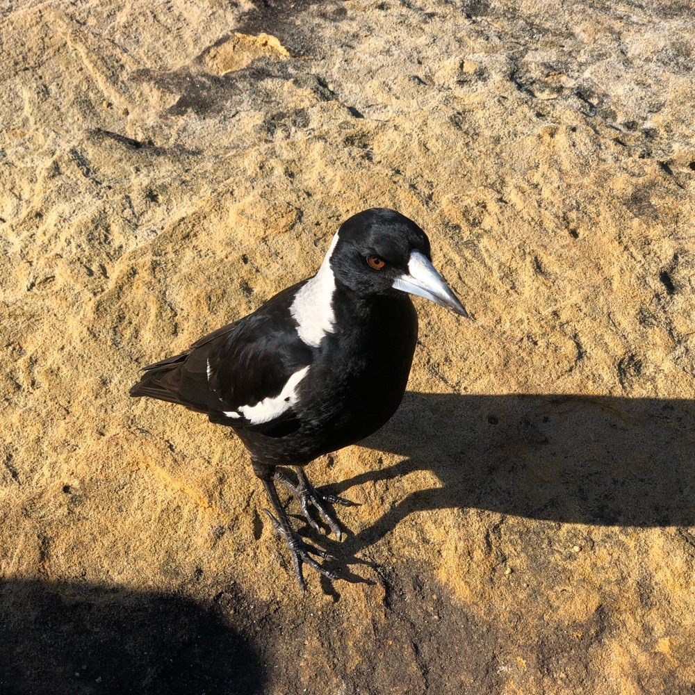 Dr Magpie