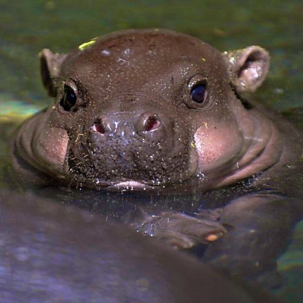 Hot Babie Hippo