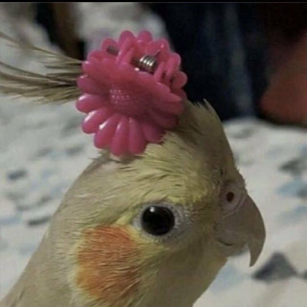 nath gastanças 👛