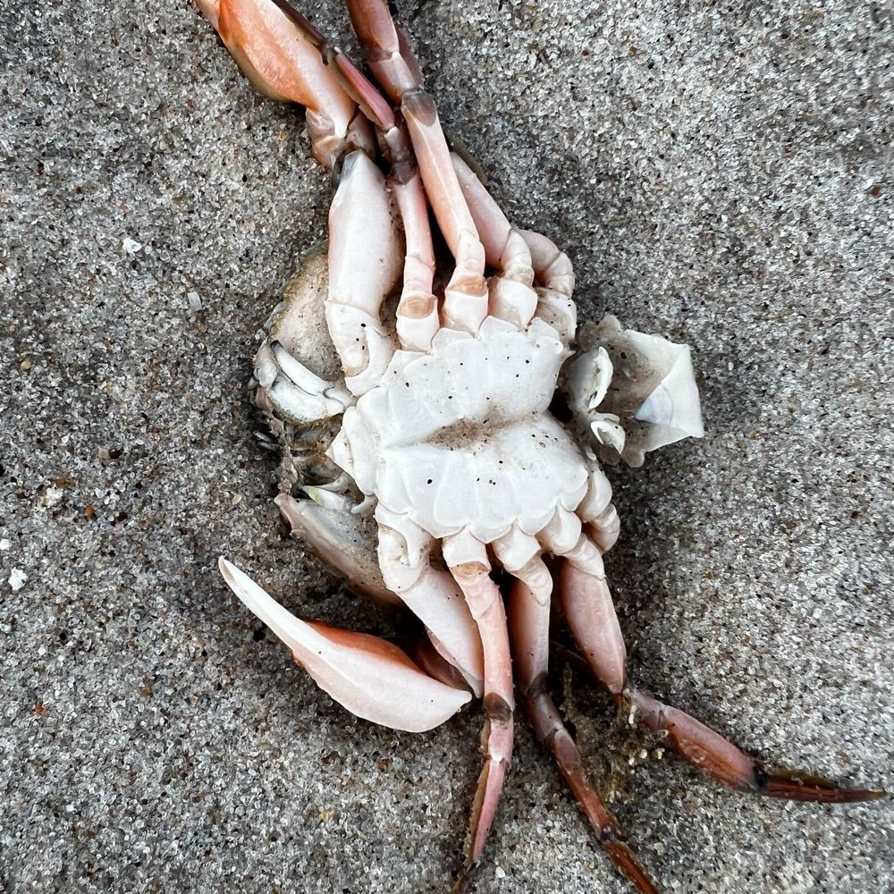 Muschelschubser🐚