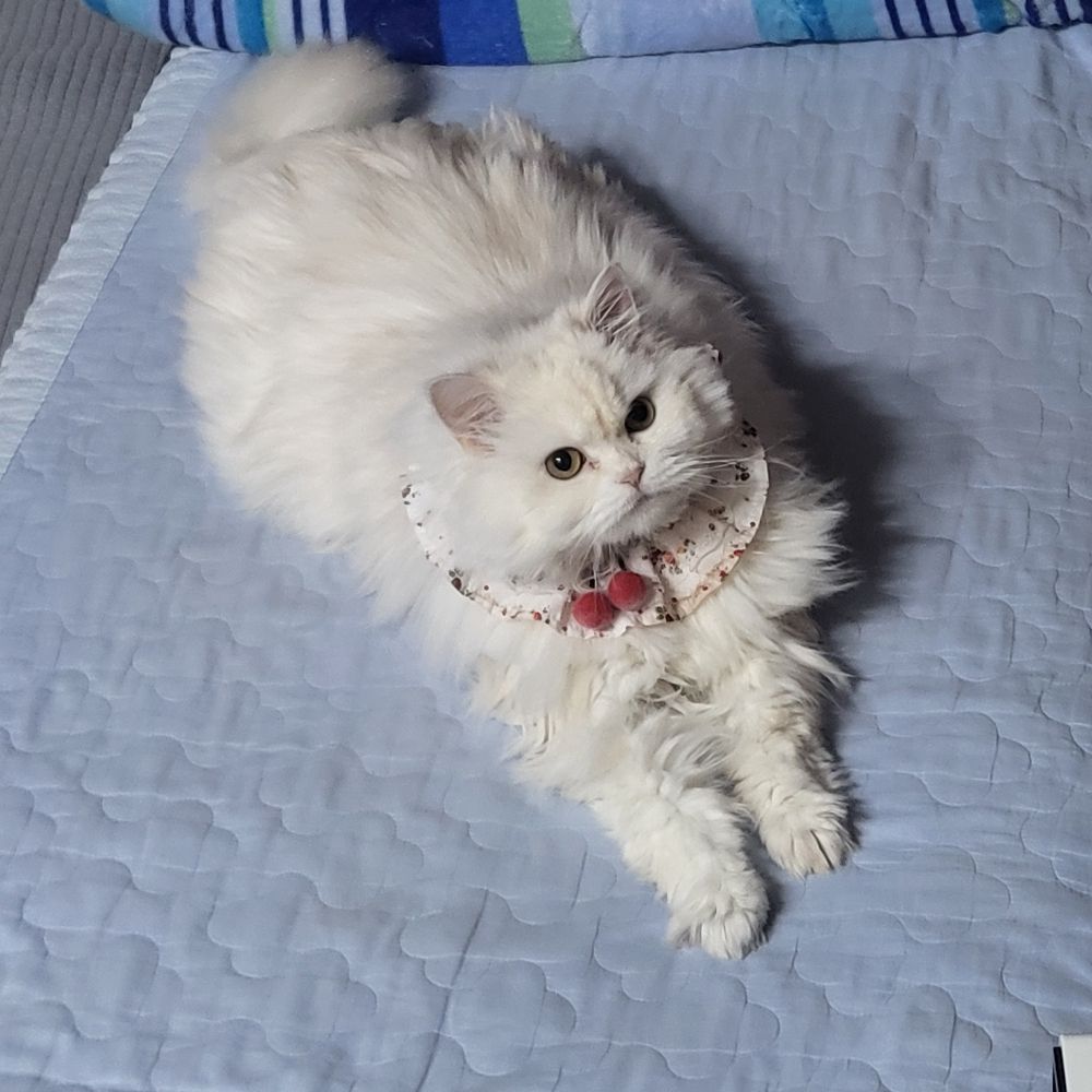 녹두