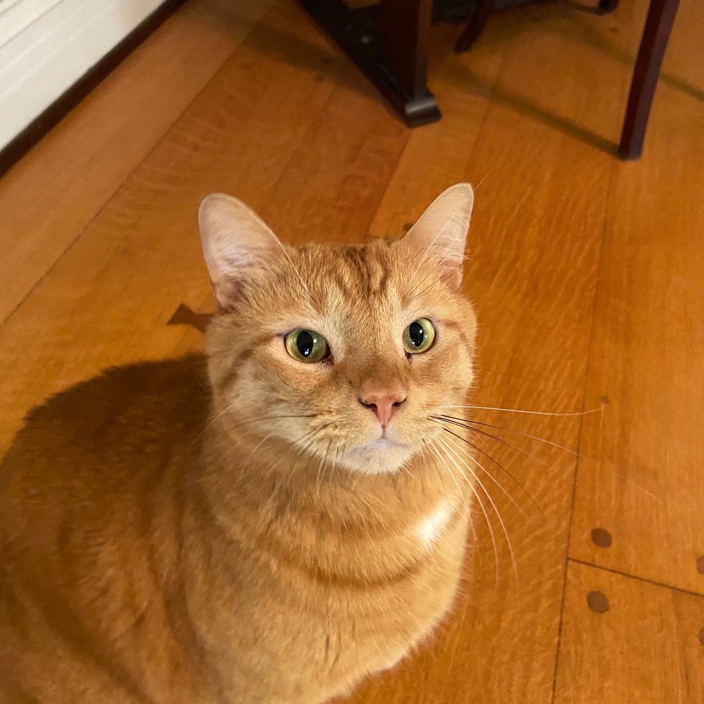 because…cat