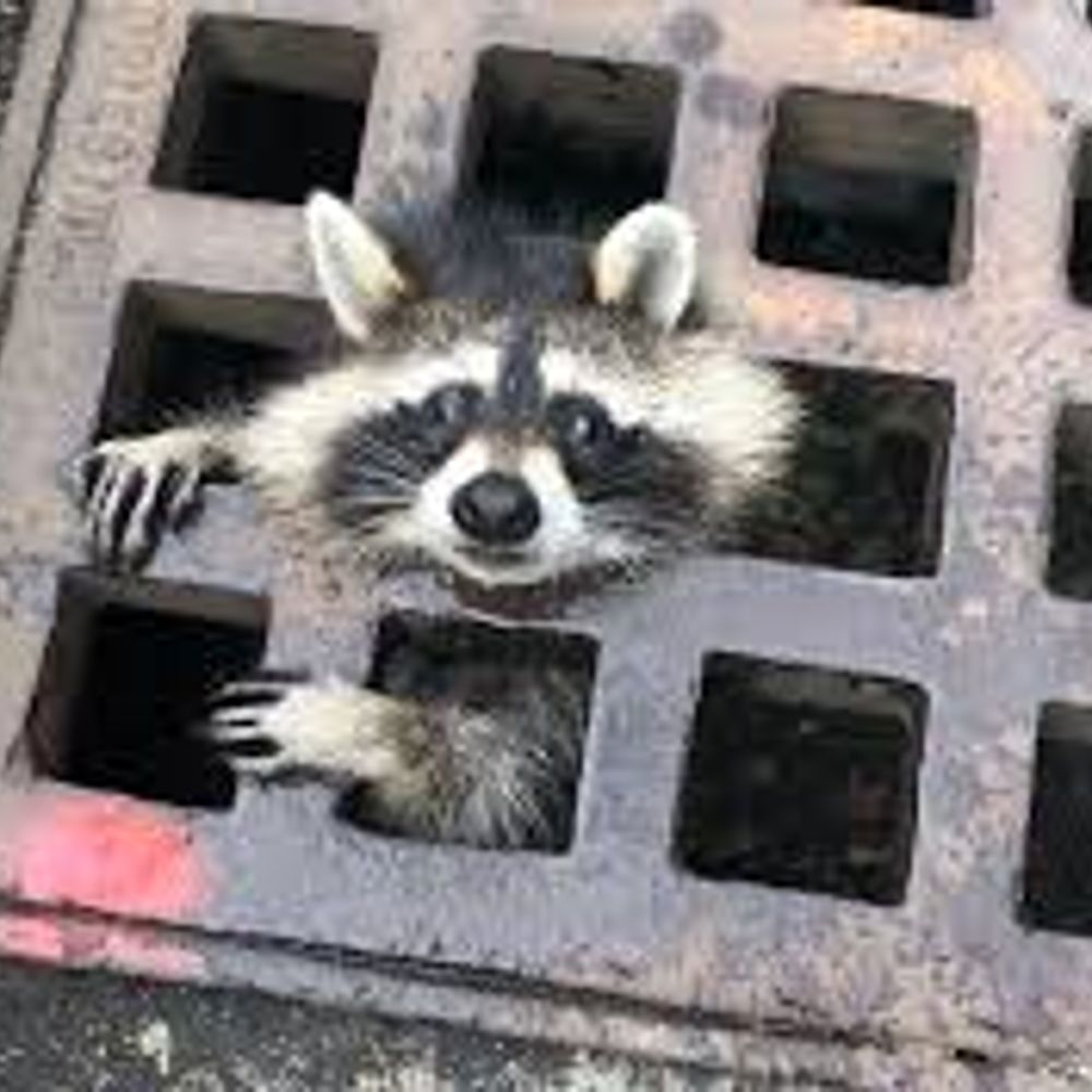 Kentoki_Raccoon