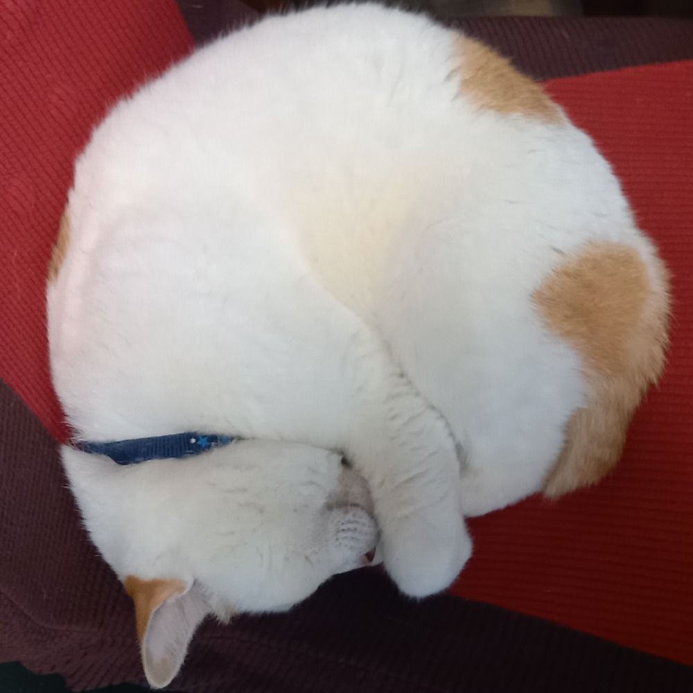 かたはち