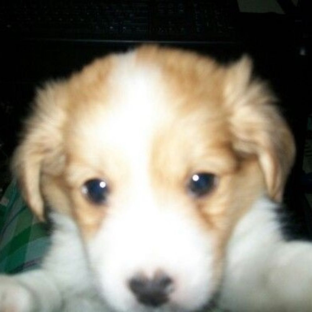 hanna