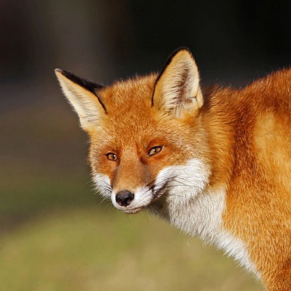 Afton Fox