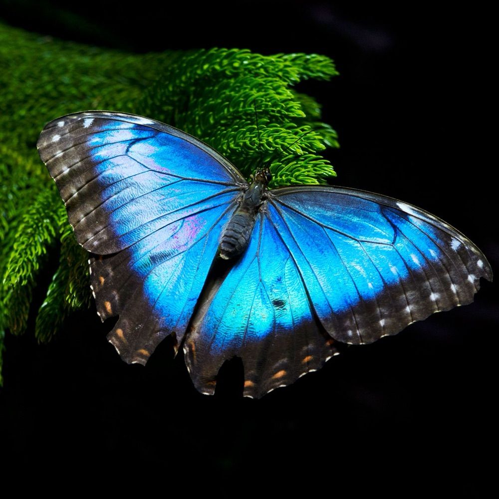 Macro Photography