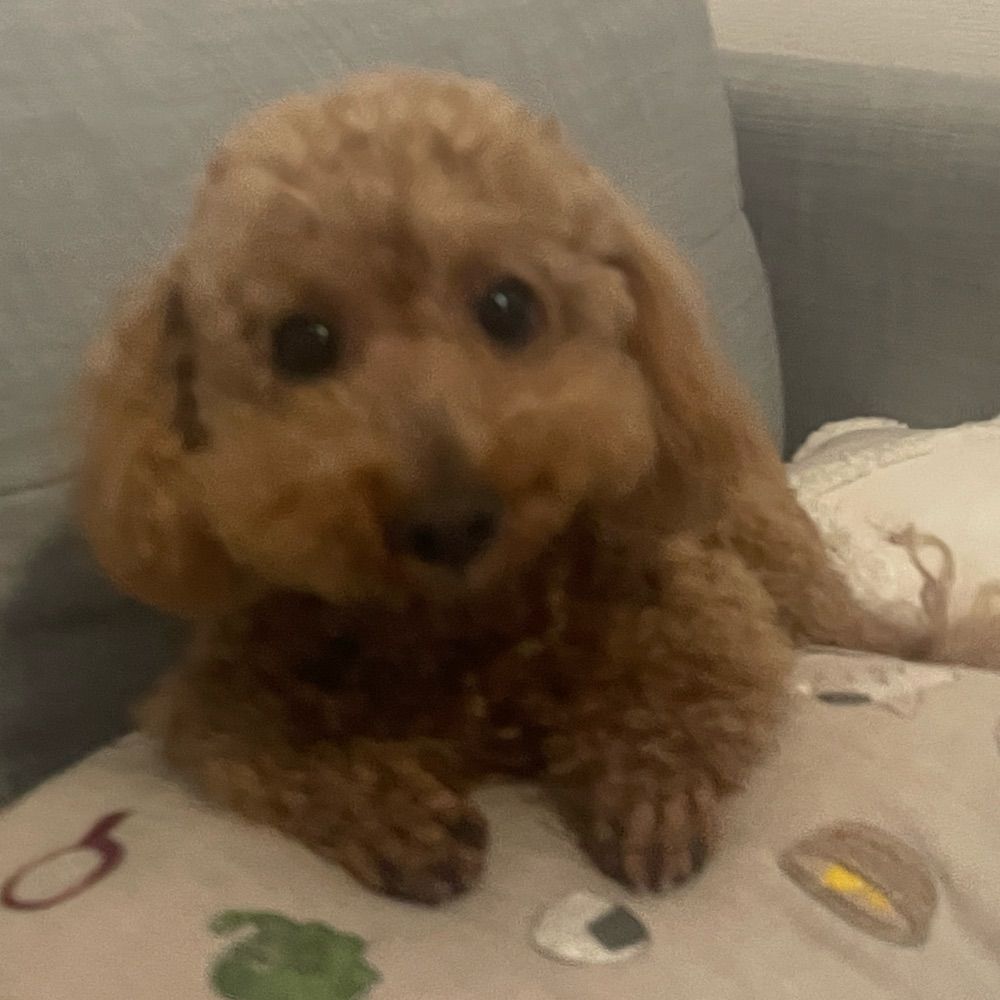 おさんぽ