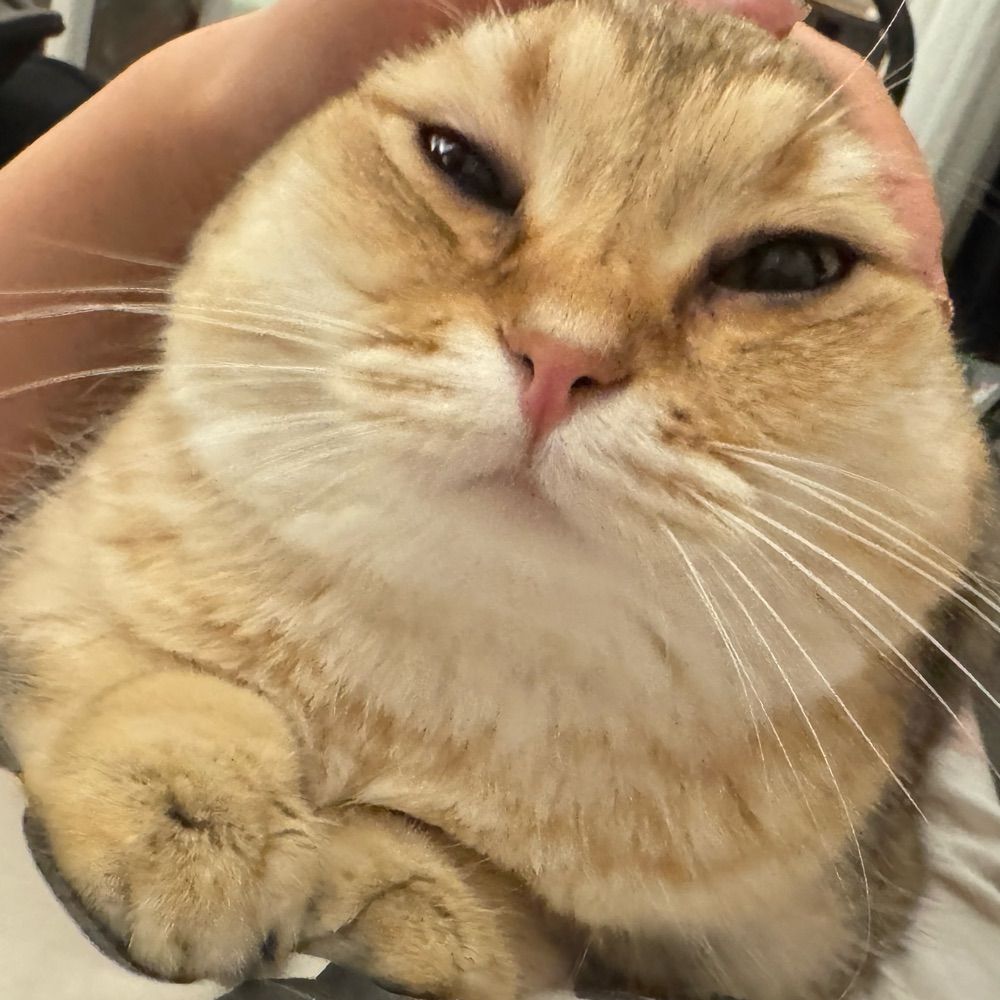 咸鱼缺