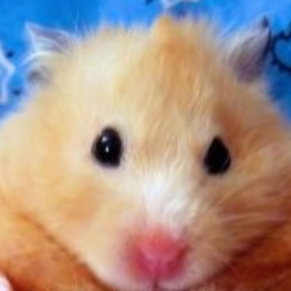 stubborn ham