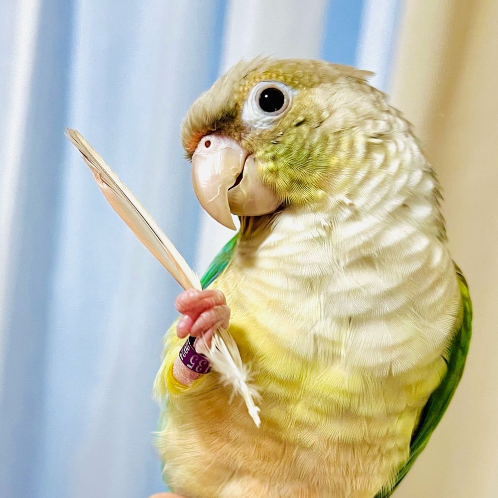 すぎ