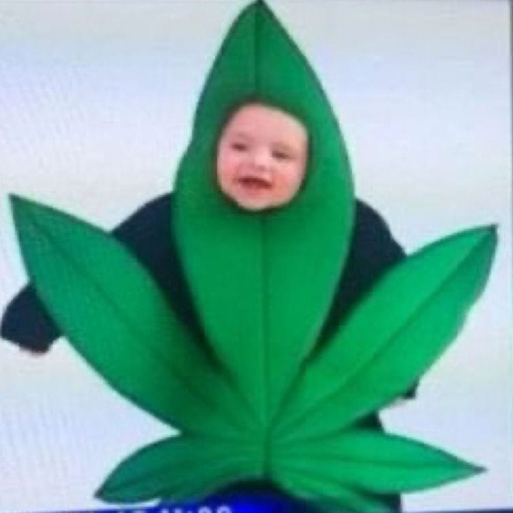 kush basicamente