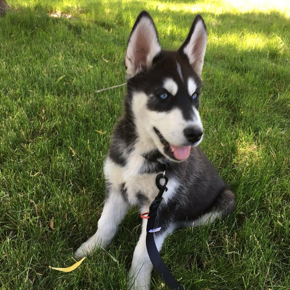 Ember