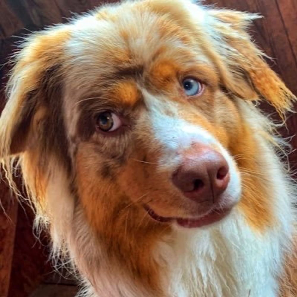 Teddi 🐾