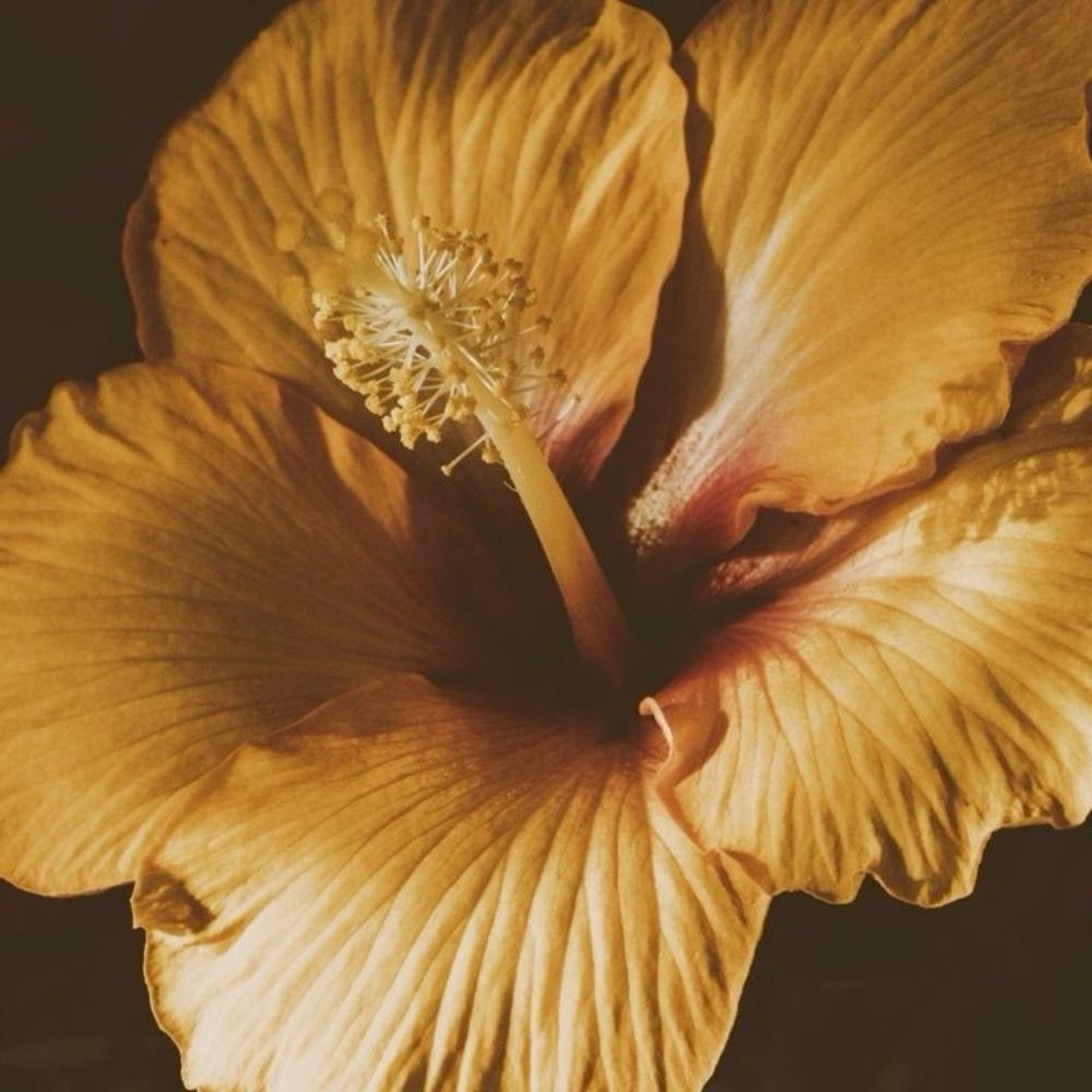 carrie blackshaw